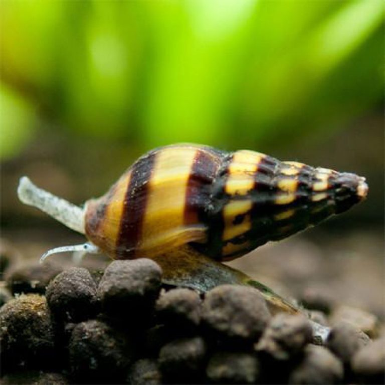 Olive Nerite Snail – ChiChi's Aquatic Dreams