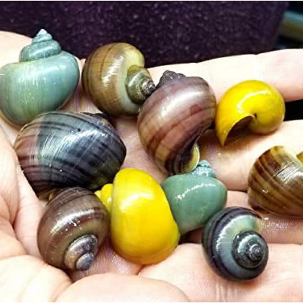 Assorted Mystery Snails ChiChi's Aquatic Dreams