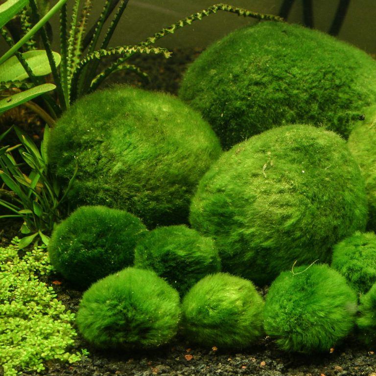 Moss ball что это